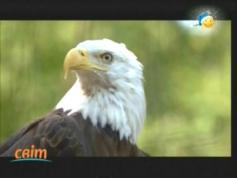 MPEG 4 FTA Svit TV