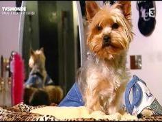 TV5 monde 003